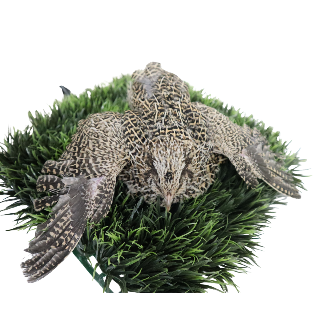 Autumn Sparkly Coturnix Quail Hatching Eggs – Vibrant Feather Color & Reliable Layers