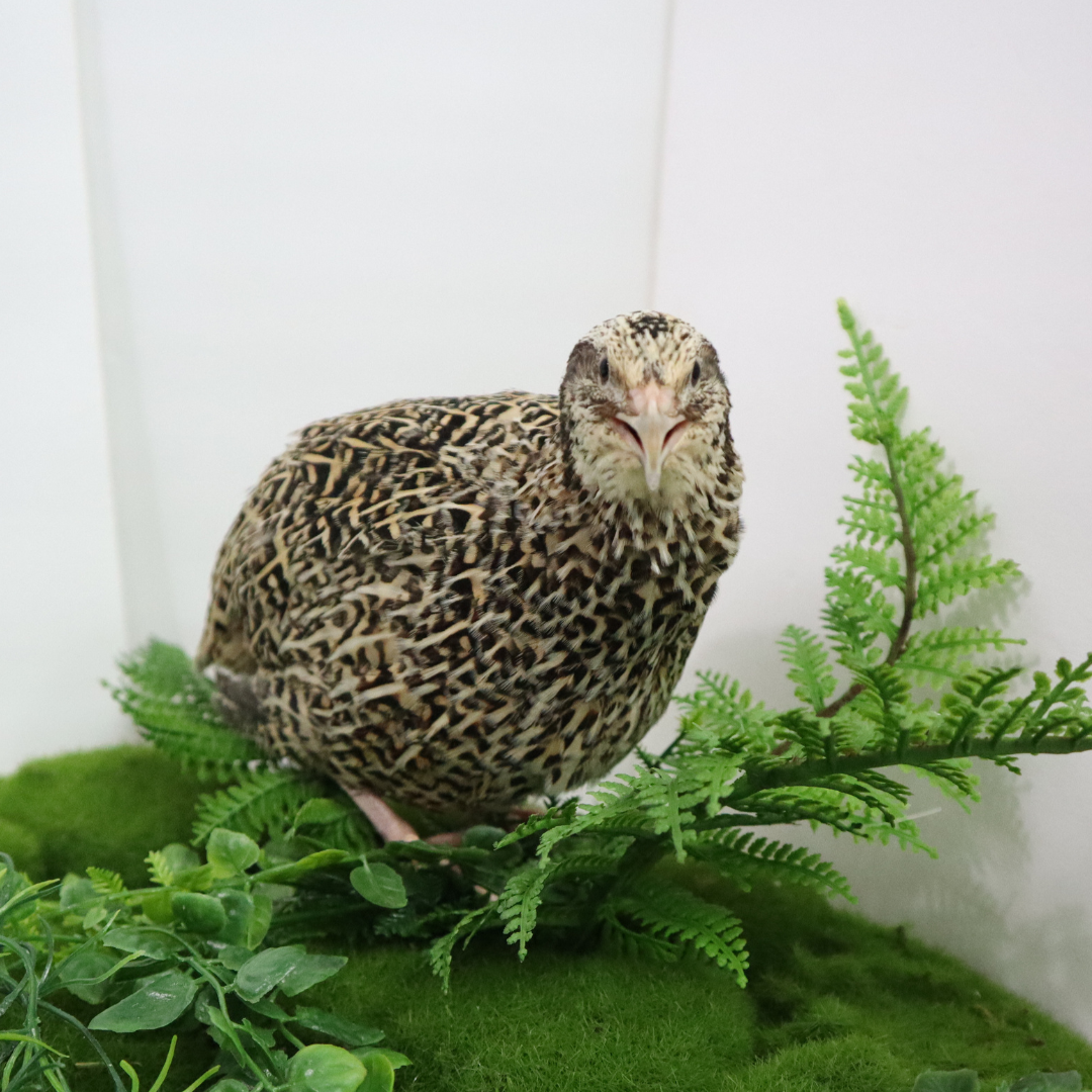Autumn Sparkly Coturnix Quail Hatching Eggs – Vibrant Feather Color & Reliable Layers