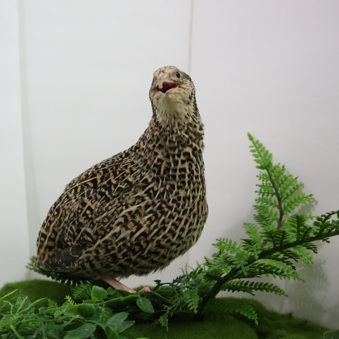 Fertile autumn sparkly quail hatching eggs by Quailz.com, available in packs of 12 and 24.
