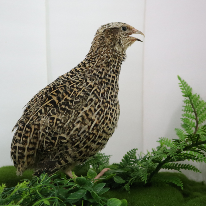 Autumn Sparkly Coturnix Quail Hatching Eggs – Vibrant Feather Color & Reliable Layers
