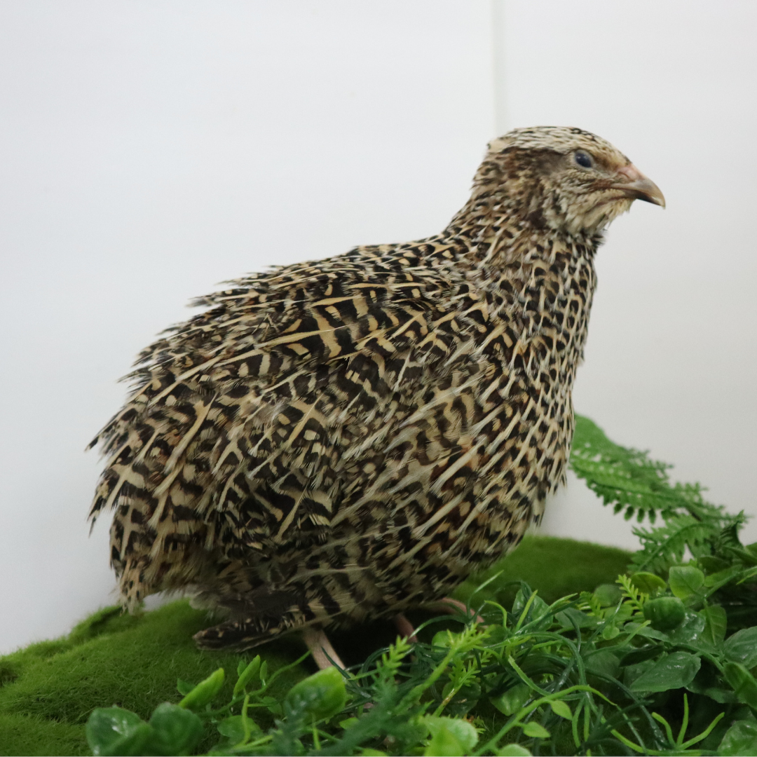 Autumn Sparkly Coturnix Quail Hatching Eggs – Vibrant Feather Color & Reliable Layers