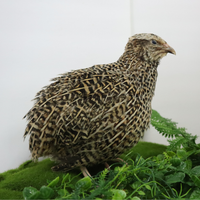 Autumn Sparkly Coturnix Quail Hatching Eggs – Vibrant Feather Color & Reliable Layers