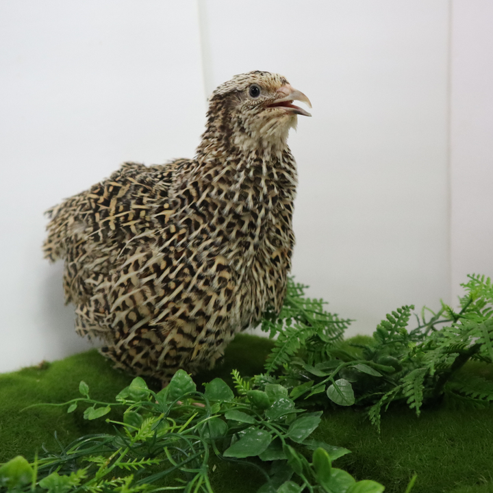 Autumn Sparkly Coturnix Quail Hatching Eggs – Vibrant Feather Color & Reliable Layers