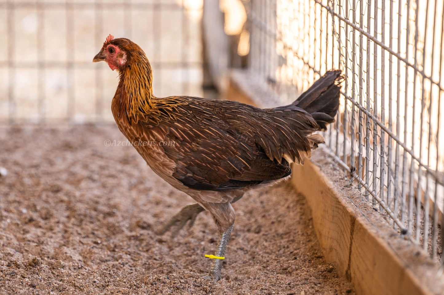 Brown Ayam Ketawa hatching eggs from AmericanBresse.com, suitable for 3-generation breeding and backyard poultry.