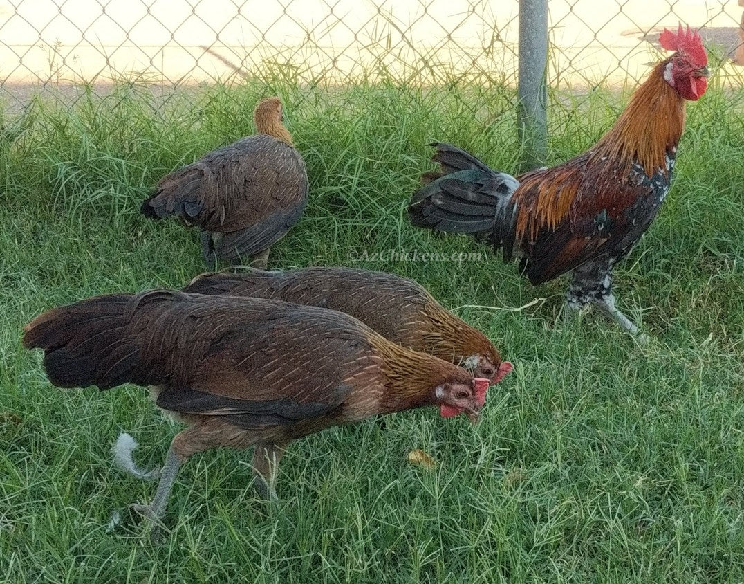Ayam Ketawa Chicken, "The Laughing Chicken" - Juveniles and Adults