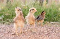 Brown Ayam Ketawa hatching eggs from AmericanBresse.com, suitable for backyard poultry breeding.