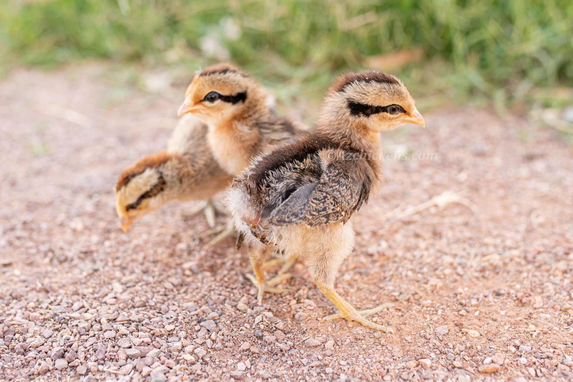 Juvenile Ayam Ketawa chickens, 6-12 weeks old, featuring distinctive black and white plumage, from AmericanBresse.com