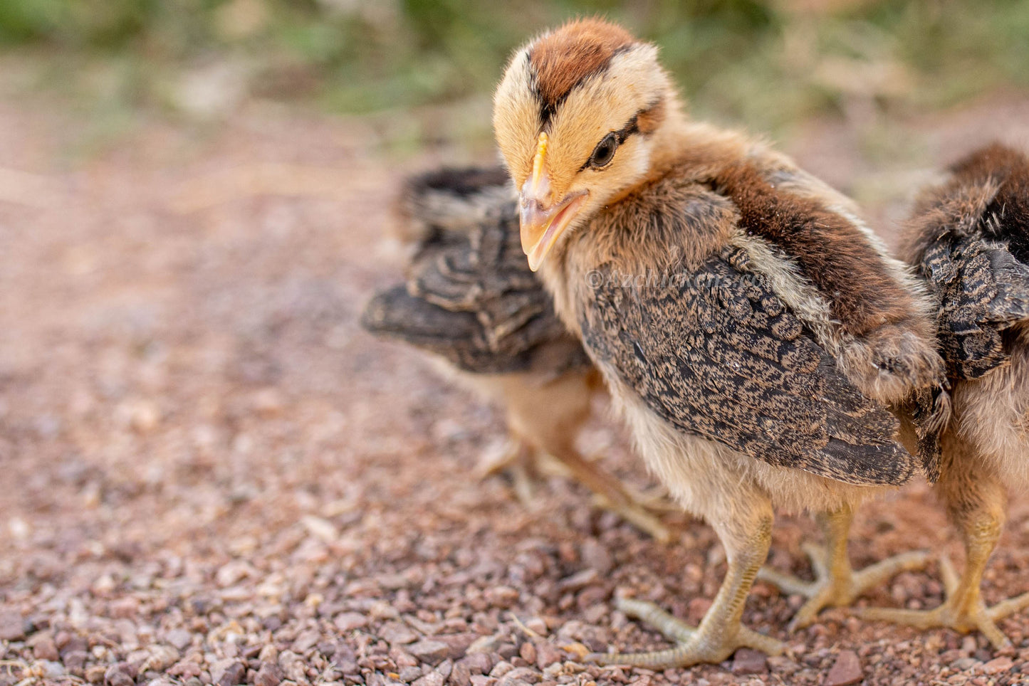 Ayam Ketawa Day-Old Chicks - Rare Indonesian Laughing Chicken