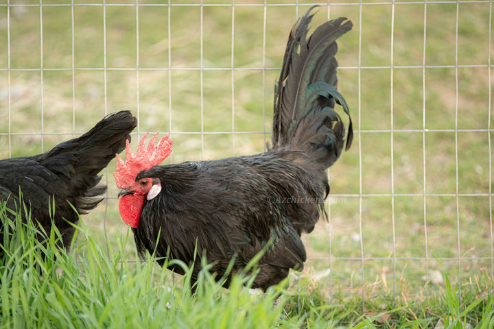 Black Bresse Chickens - Juveniles & Adults