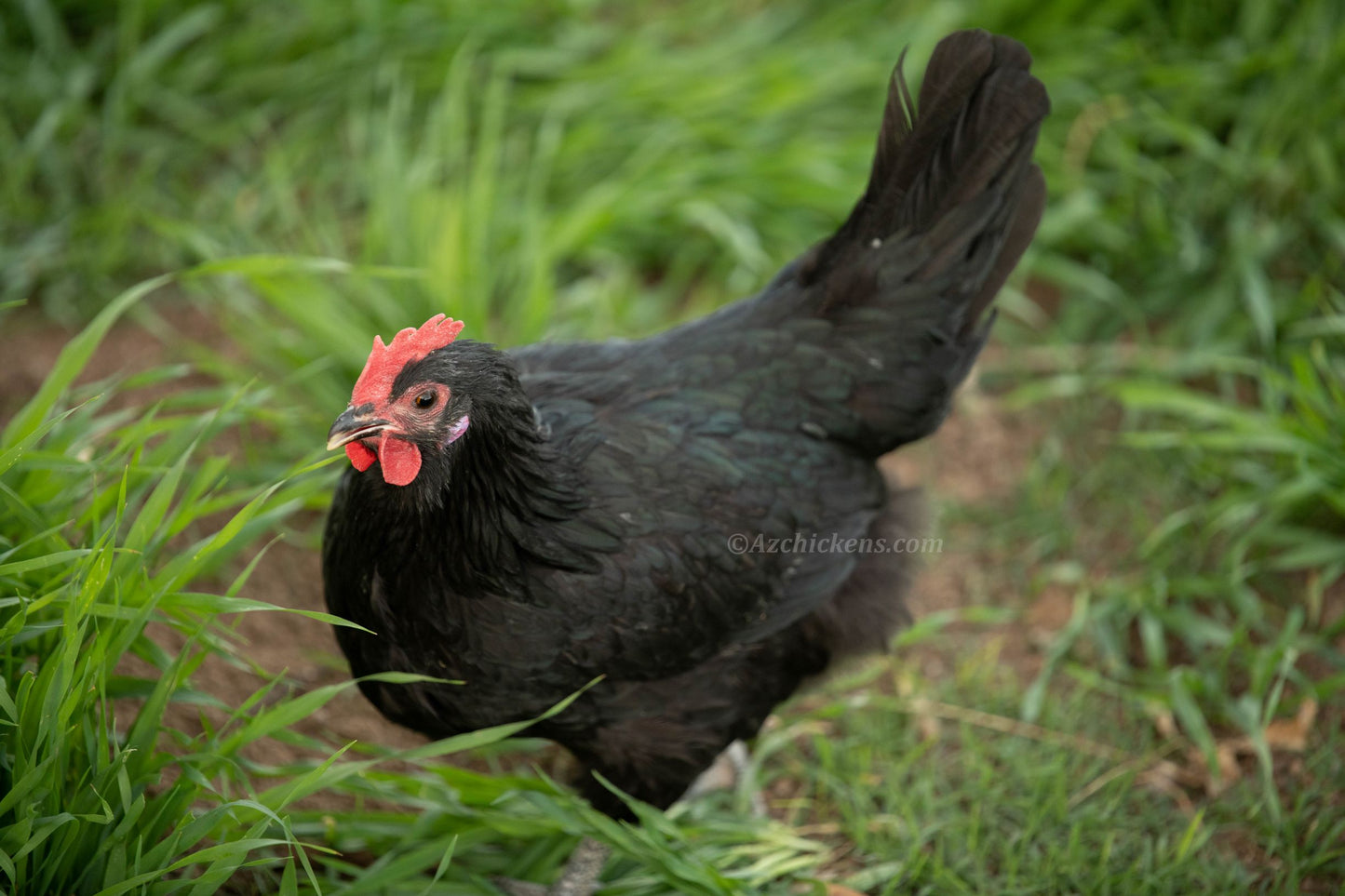 Premium Black Bresse hatching eggs in a carton from AmericanBresse.com, showcasing blue-steel legs and rich color.