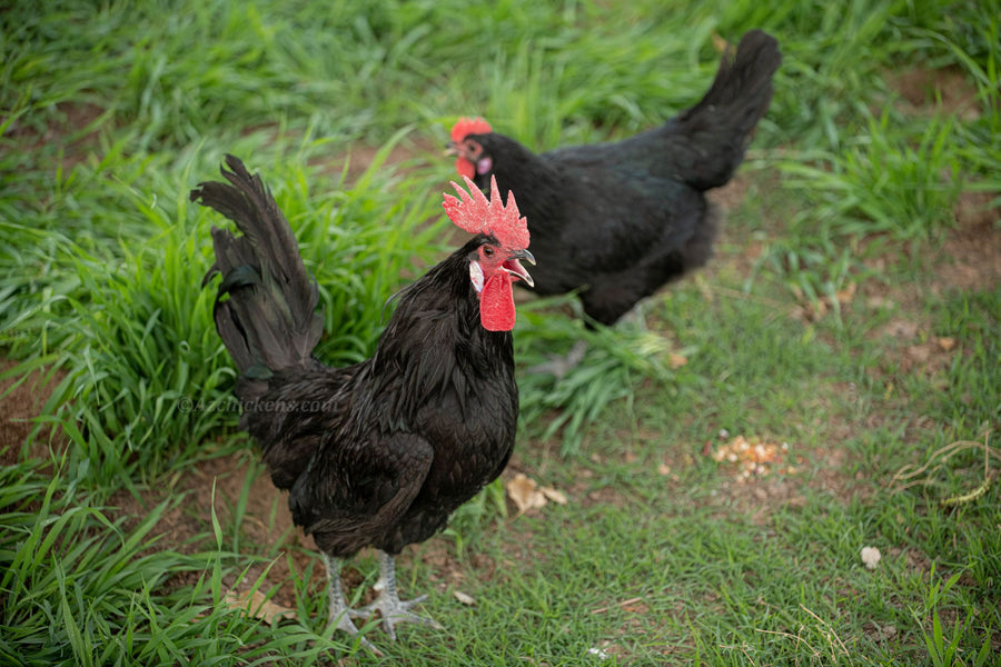 Black Bresse Chicken