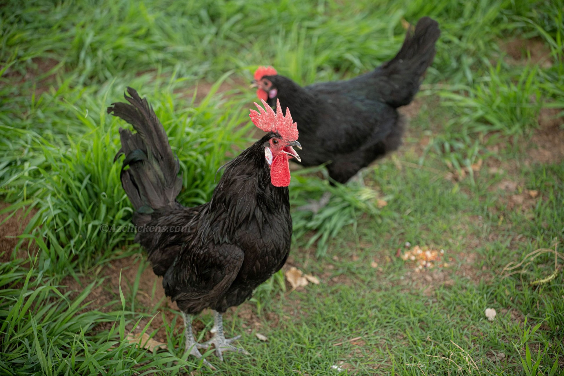 Juvenile and adult Black Bresse chickens from AmericanBresse.com, showcasing rich black feathers and robust bodies.