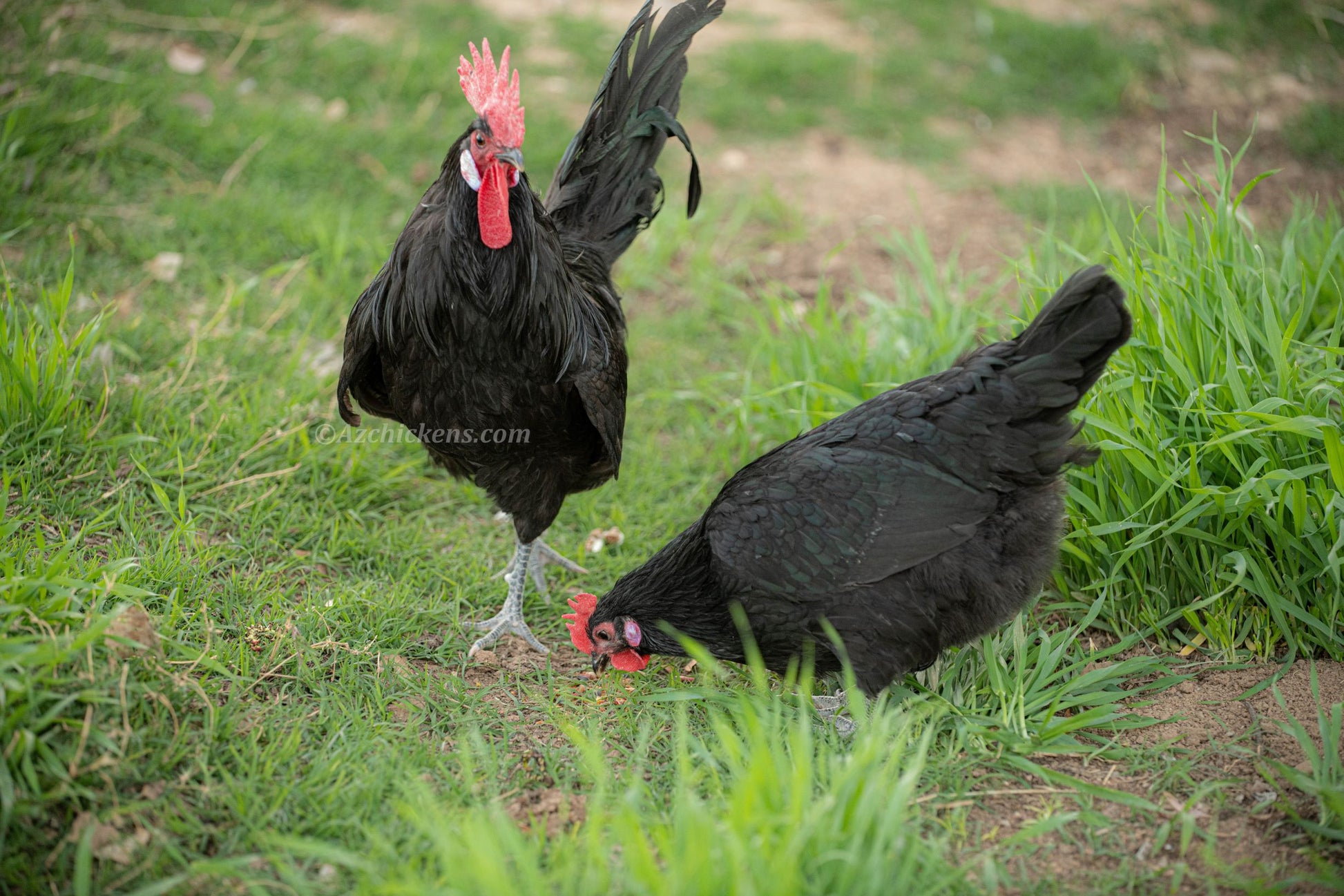 Premium black Bresse chickens, adults and juveniles, showcasing robust size for breeding, by AmericanBresse.com