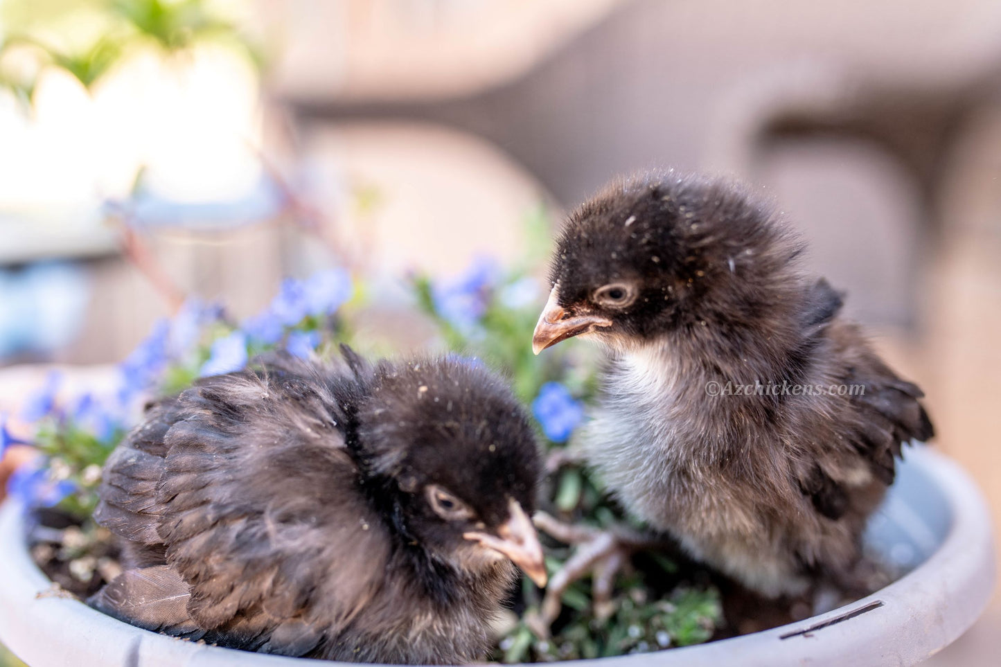 Two day-old unsexed Black Bresse chicks with fluffy black feathers exploring a pot of blue flowers.