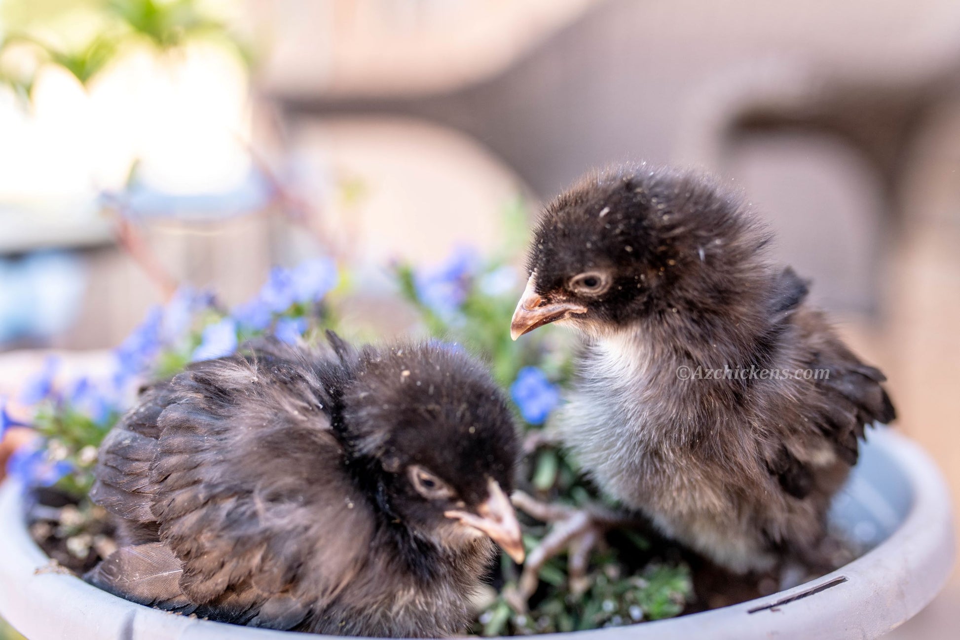 Two day-old unsexed Black Bresse chicks with fluffy black feathers exploring a pot of blue flowers.