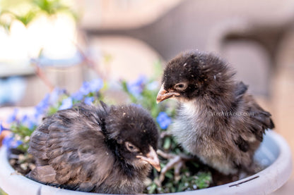 Two day-old unsexed Black Bresse chicks with fluffy black feathers exploring a pot of blue flowers.