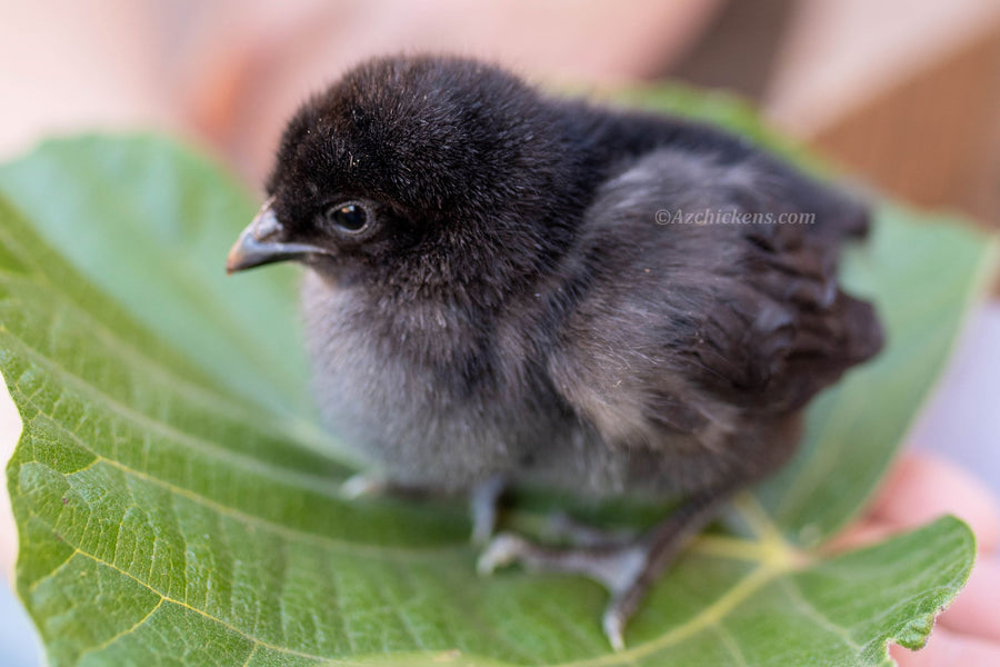 Black Bresse Chicks