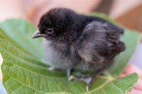 Day old unsexed Black Bresse chicks from AmericanBresse.com, featuring sleek black feathering and fluffy appearance.