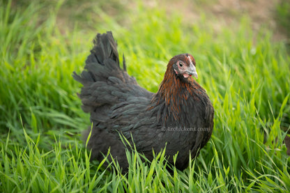 Dark brown French Black Copper Marans hatching eggs in a carton from AmericanBresse.com