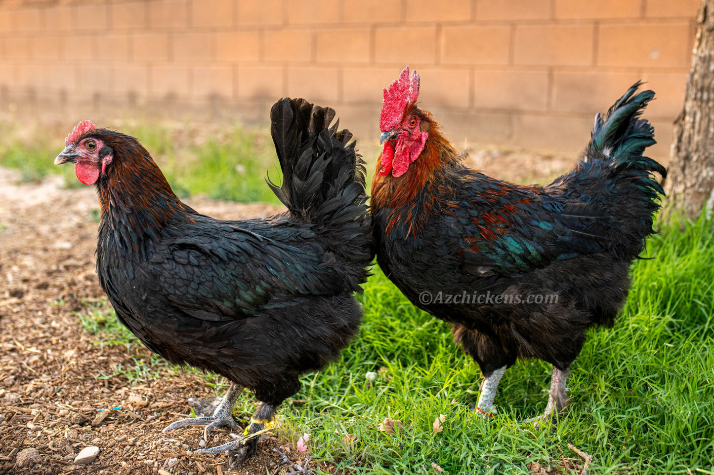 French Black Copper Marans hens, heritage breed, dark brown egg layers, available from Az Chickens, 6-week-old pullets