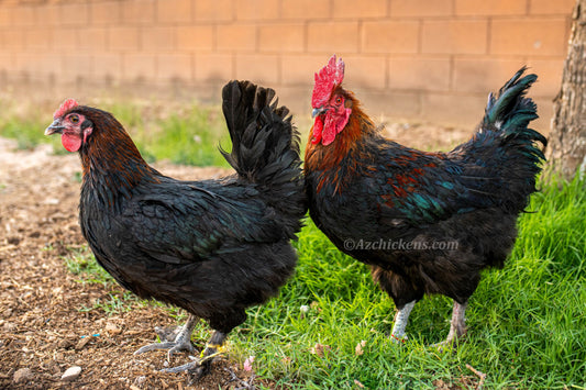 French Black Copper Marans hens, heritage breed, dark brown egg layers, available from Az Chickens, 6-week-old pullets