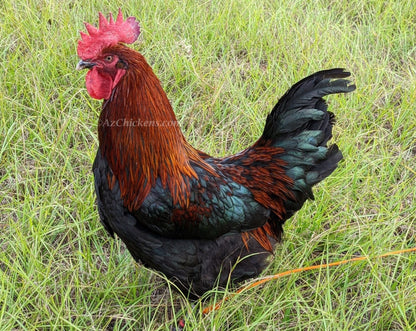 Unsexed French Black Copper Marans chicks with dark feathers for backyard flocks - AmericanBresse.com