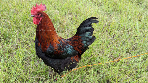 Black Copper Marans chickens with dark plumage, showcasing their distinctive feather patterns, from AmericanBresse.com