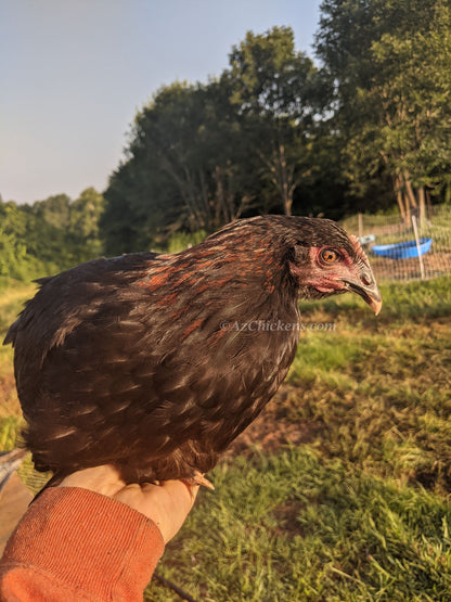 French Black Copper Marans Hens - Heritage Breed Dark Egg Layers