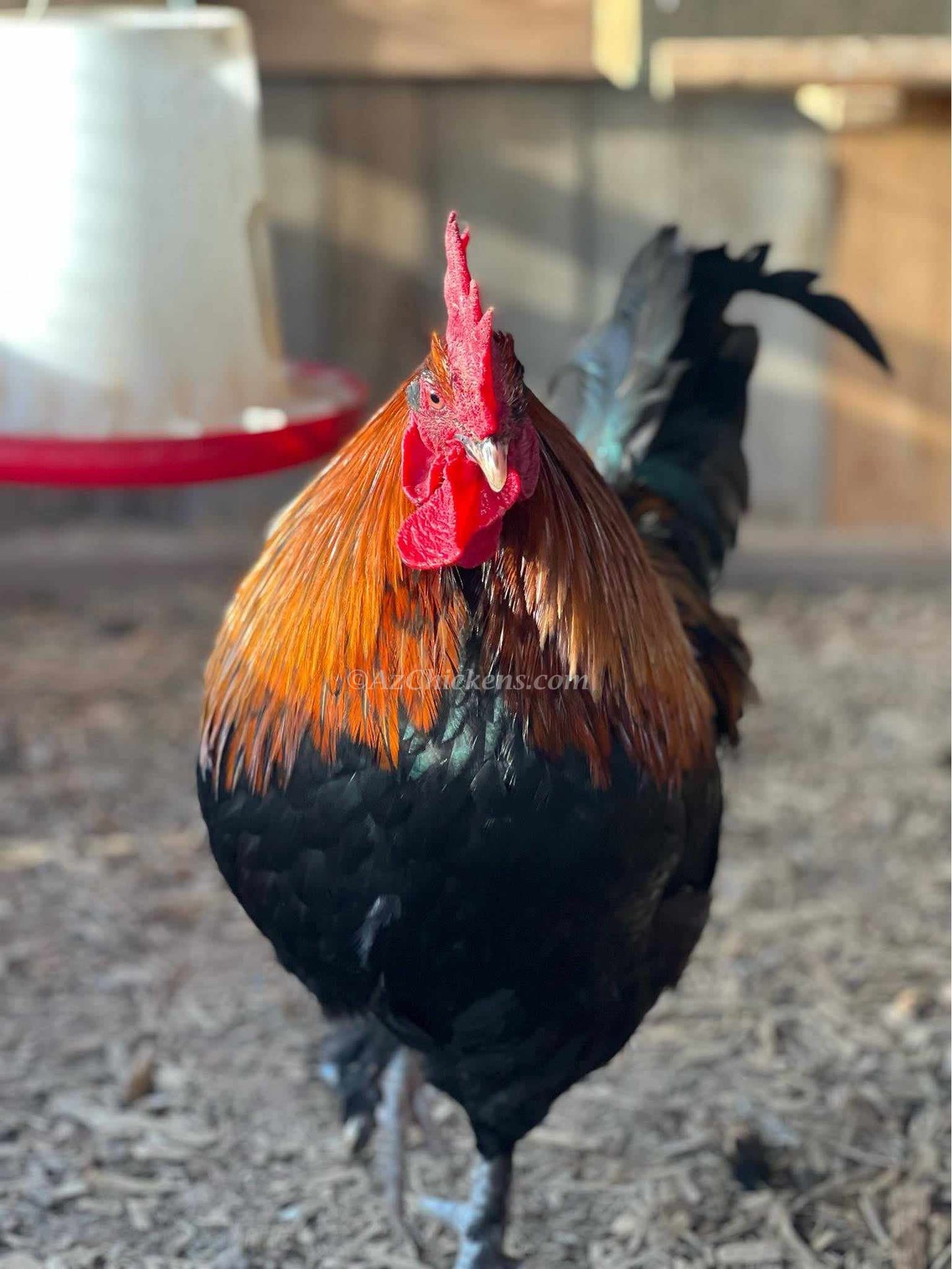 French Black Copper Marans Chickens - Dark Chocolate Egg Layers