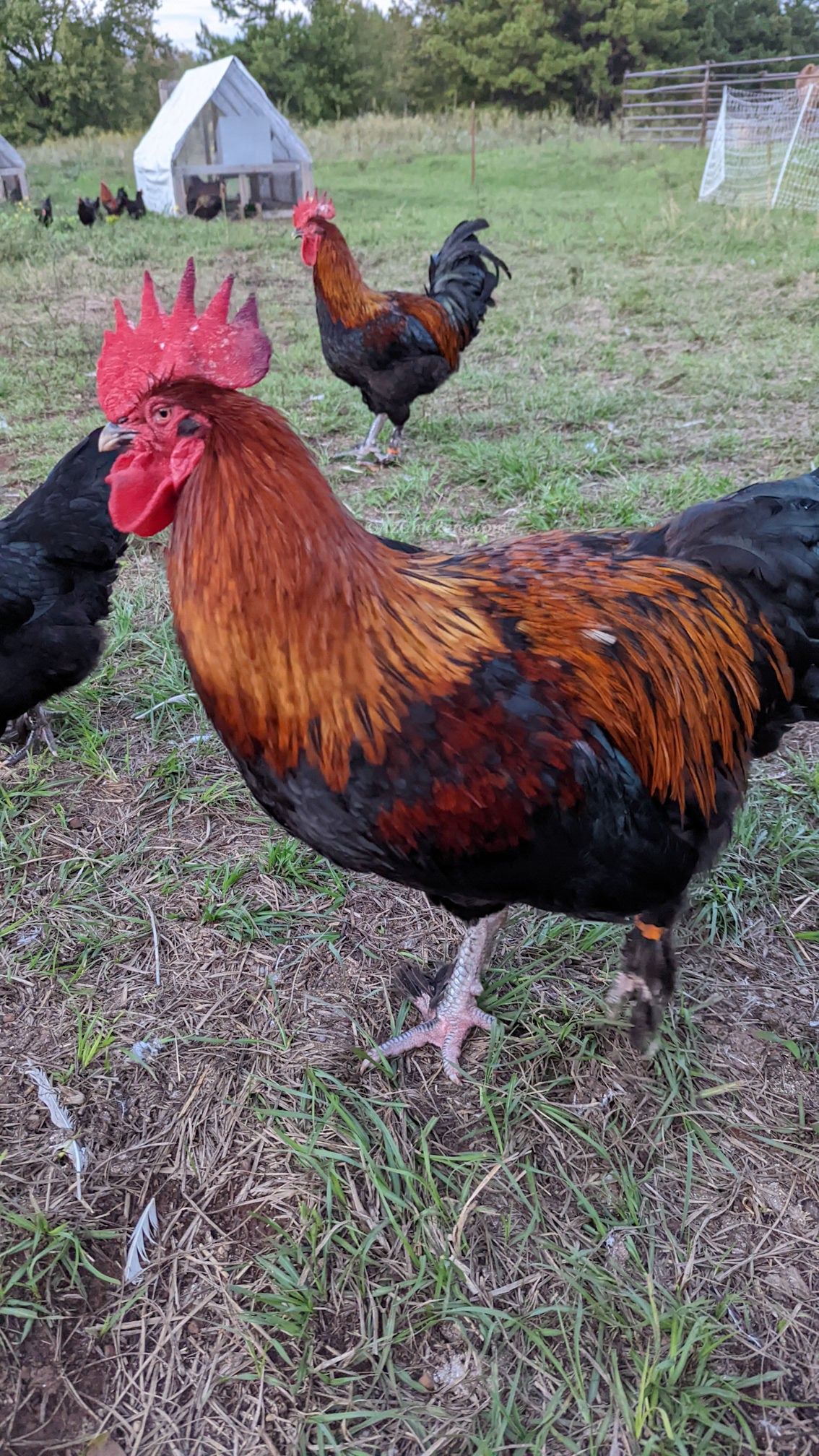 French Black Copper Marans hens, dark feathered heritage breed, live pullets for pickup in Arizona, ideal egg layers.