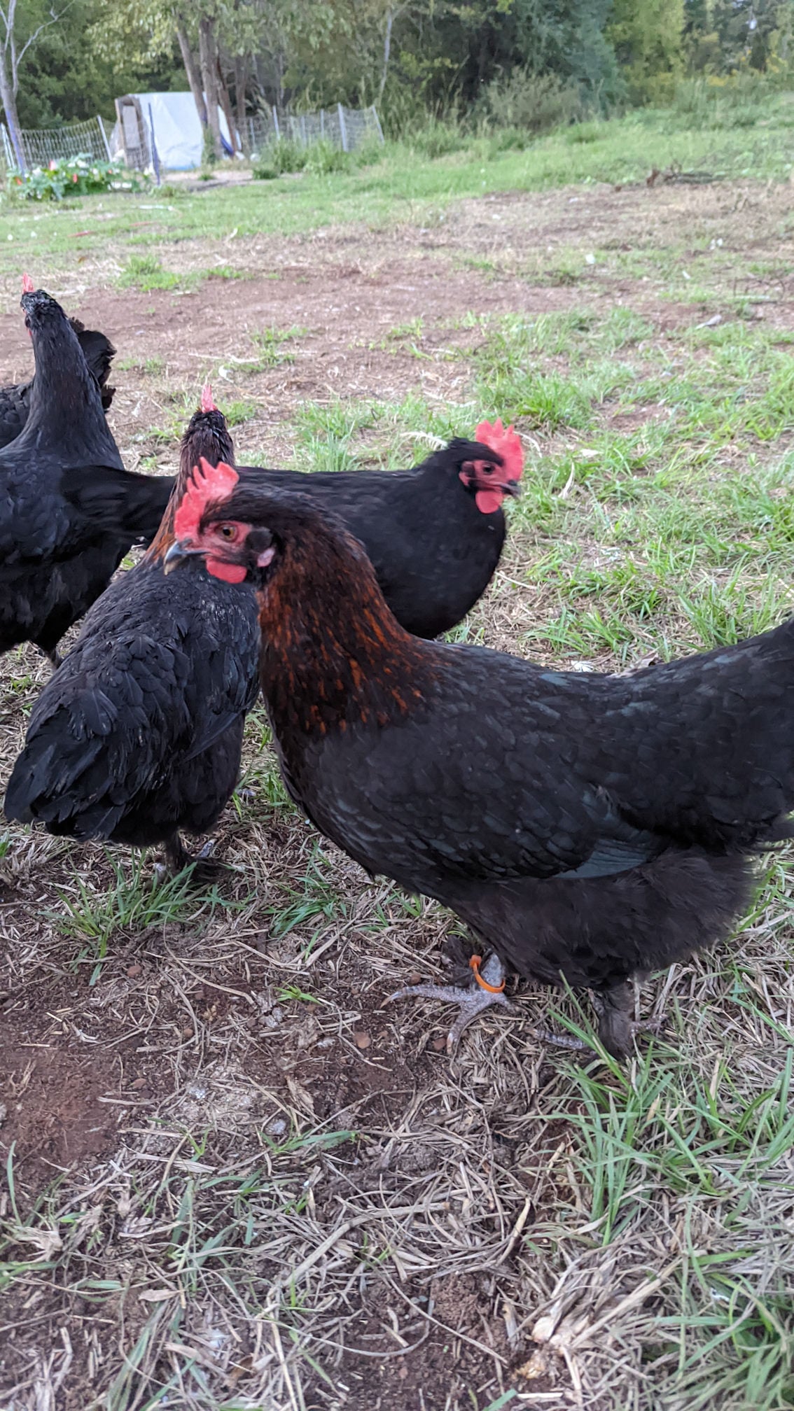 French Black Copper Marans hens, dark feathered heritage breed for egg laying, from Az Chickens