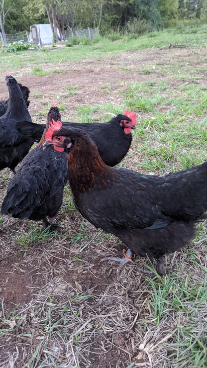 French Black Copper Marans hens, dark feathered heritage breed for egg laying, from Az Chickens