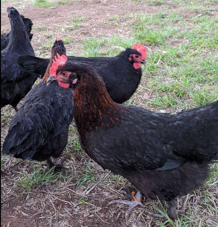 Laying Hen or Pullets - Available NOW