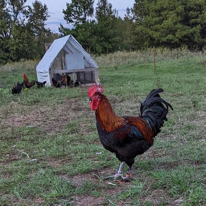 French Black Copper Marans Chickens - Dark Chocolate Egg Layers