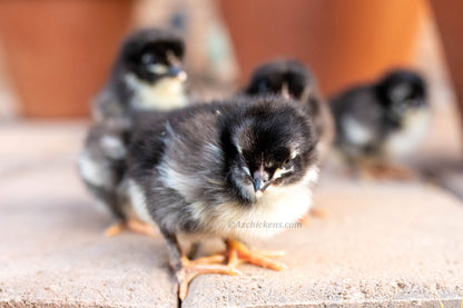 French Black Copper Marans hens, dark feathered, heritage breed, laying dark eggs, Az Chickens, 6-week-old pullets.