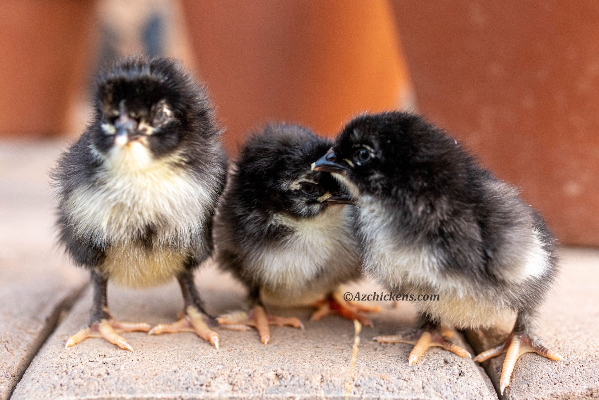Premium dark brown French Black Copper Marans hatching eggs from AmericanBresse.com