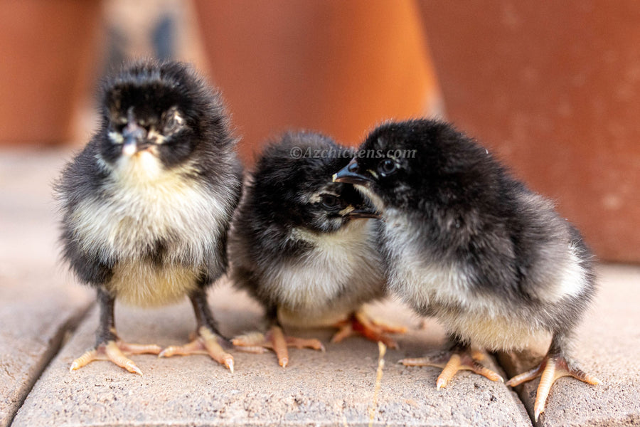 Black Copper Marans Chickens