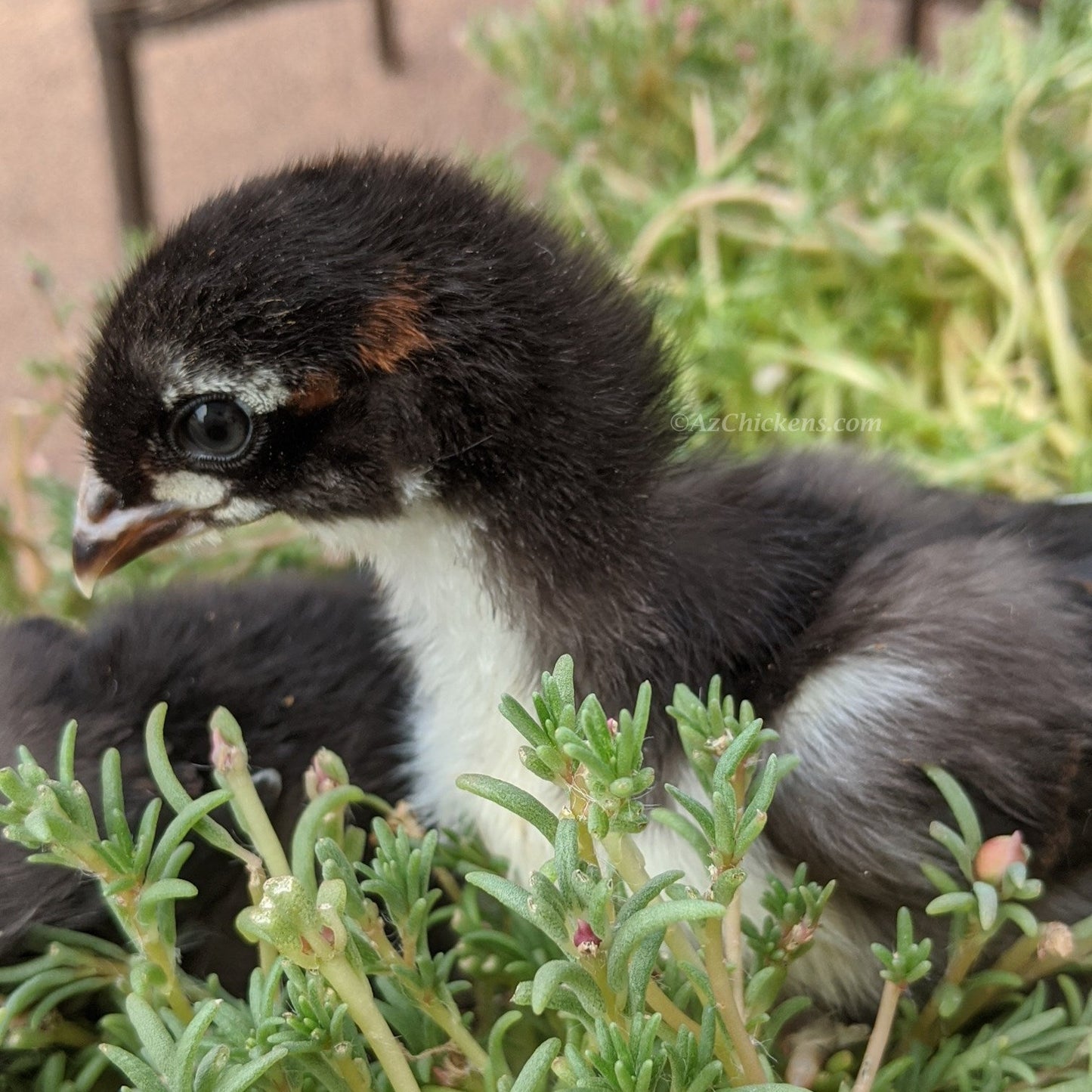 Black Copper Marans chick perched among greenery, showcasing dark feathers and distinctive markings.