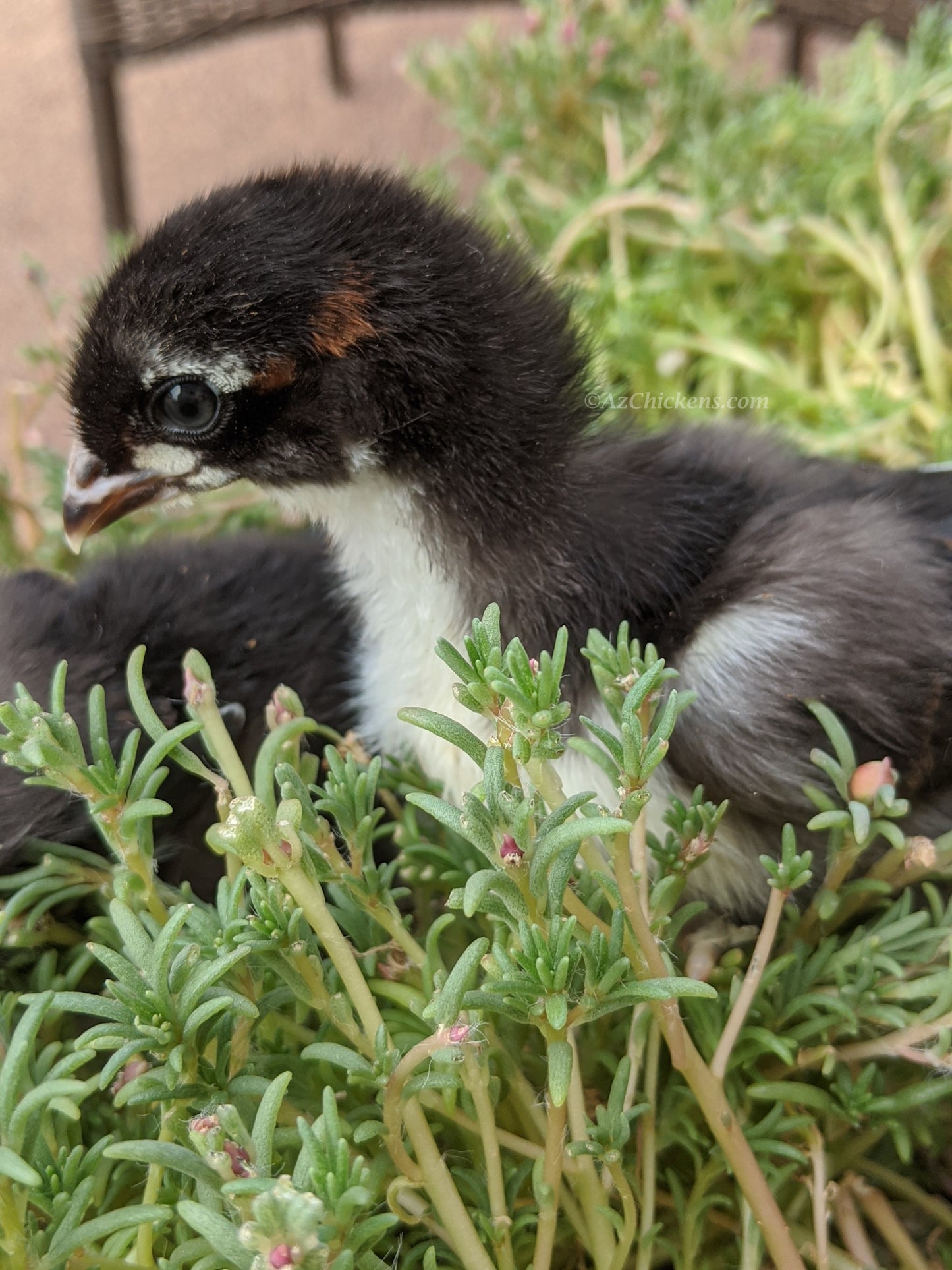 French Black Copper Marans Chickens - Dark Chocolate Egg Layers