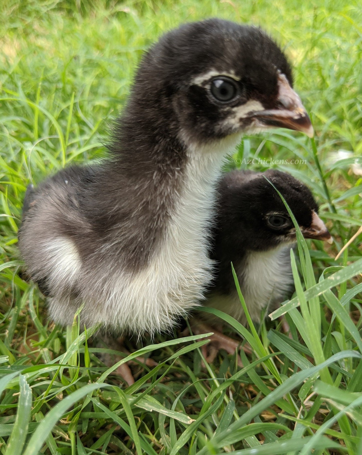 Two unsexed French Black Copper Marans chicks with dark feathers and fluffy white necks, nestled in green grass.