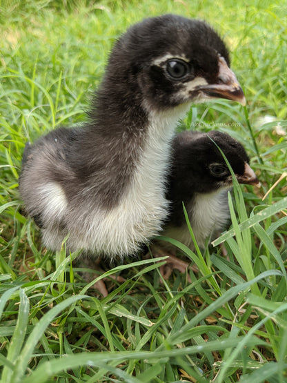 French Black Copper Marans Hatching Eggs - Premium Dark Brown