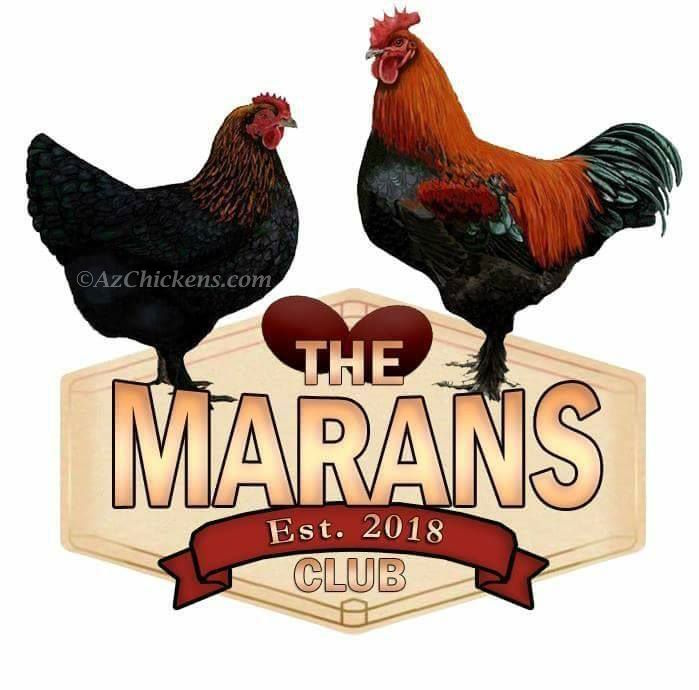 French Black Copper Marans Chickens - Dark Chocolate Egg Layers