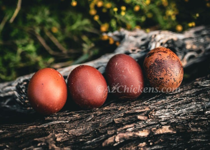 Unsexed French Black Copper Marans chicks, vibrant feathers, known for dark chocolate egg production, by AmericanBresse.com