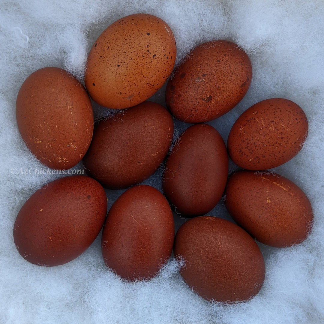 Black Copper Marans Chickens - Juveniles and Adults