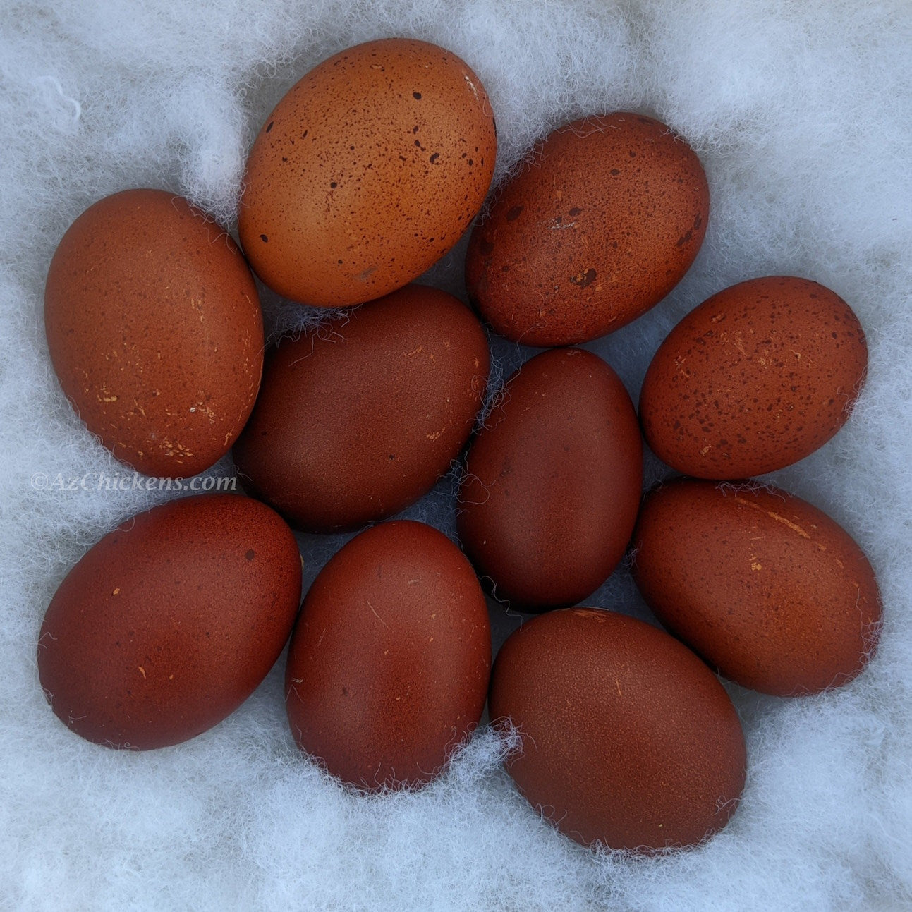 French Black Copper Marans Chickens - Dark Chocolate Egg Layers