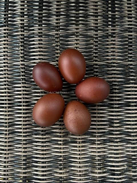 French Black Copper Marans Chickens - Dark Chocolate Egg Layers