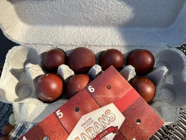 French Black Copper Marans Chickens - Dark Chocolate Egg Layers