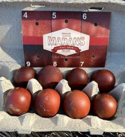 Dark chocolate eggs in an egg carton, labeled with the Marans logo, showcasing the unique color of Black Copper Marans eggs.
