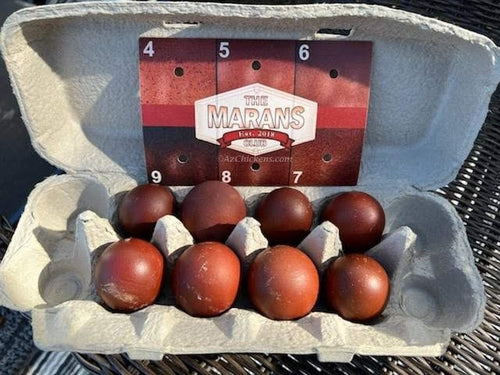French Black Copper Marans chickens with dark feathers and brown eggs, 8-12 weeks old from AmericanBresse.com.