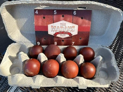 Six dark brown French Black Copper Marans hatching eggs from AmericanBresse.com